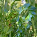 Cerinthe major 'Pride of Gibraltar' (3)